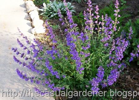 [Catmint Nepeta 08[6].jpg]