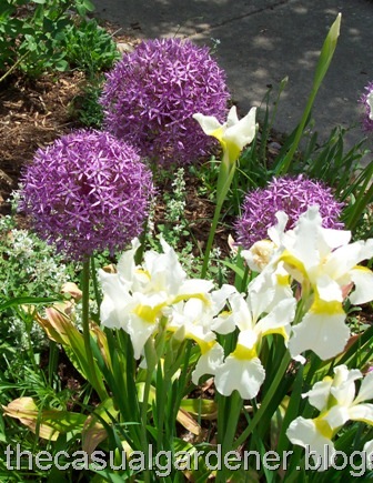 [Siberian Iris and Allium CloseUp[4].jpg]