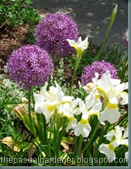 Siberian Iris and Allium CloseUp