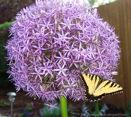 [Allium and Butterfly[6].jpg]