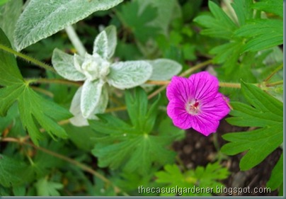 Geranium Single