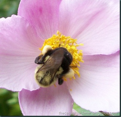 Japanese Windflower