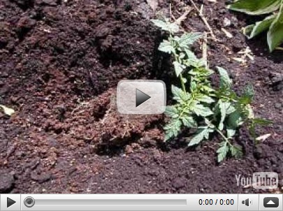 how to plant a tomato