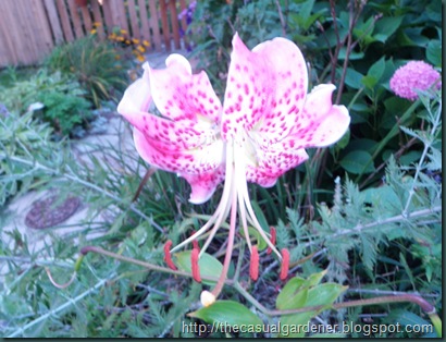 Lily beauty in Shawna's garden       