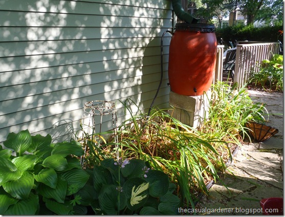 Messy perennials that need a filler next to a rain barrel       