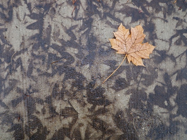 [Fall-Leaf[1].jpg]