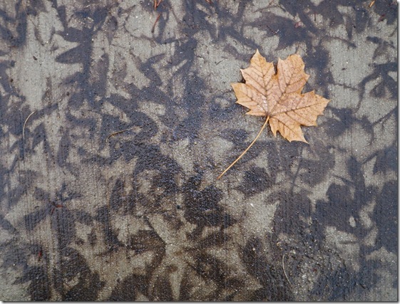 Leaf prints on the cement