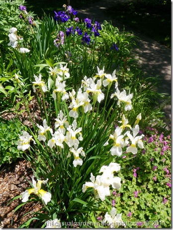 Siberian Iris in Shawna Coronado's front garden
