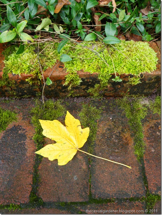 Yellow leaf, moss, and bricks. Photo credit by Shawna Coronado.
