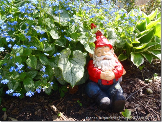 Gnome with Brunnera Macrophylla