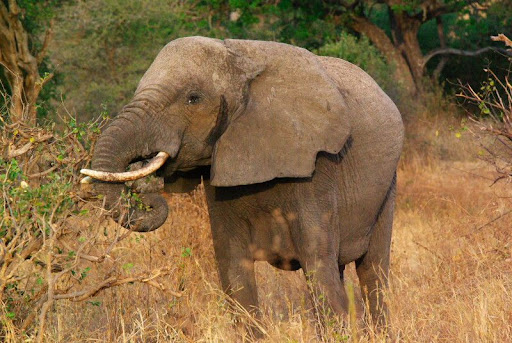 Animali_17.jpg