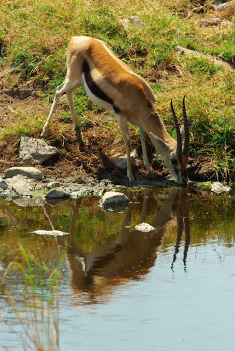 Animali_26.jpg