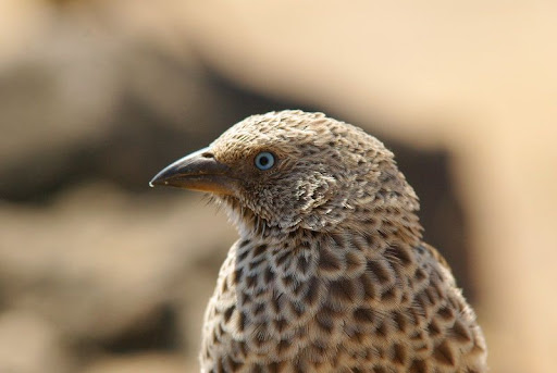 Animali_10.jpg