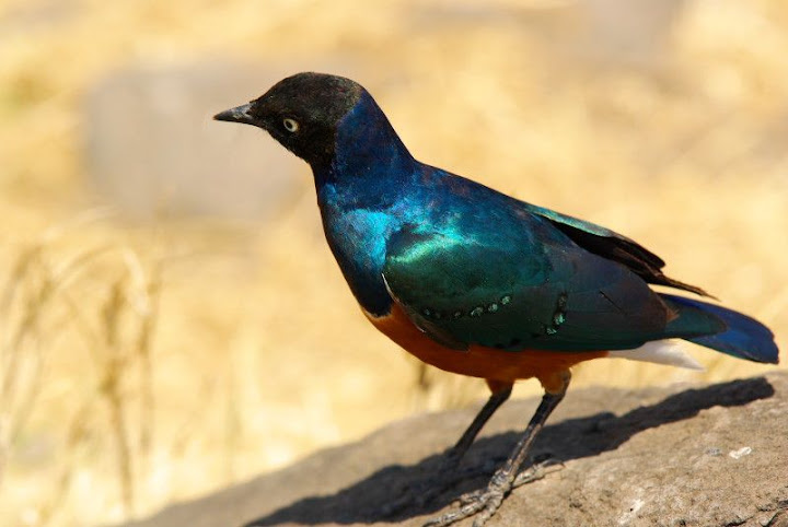 Animali_11.jpg
