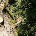 Douglas's Squirrel