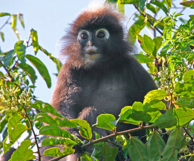 Wildlife Of Gunung Jerai