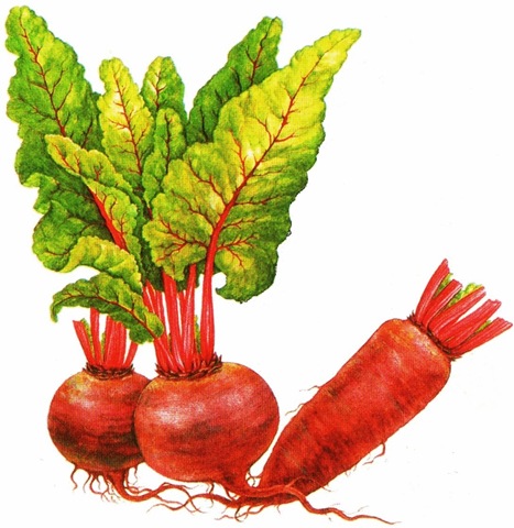 [Beetroot33.jpg]