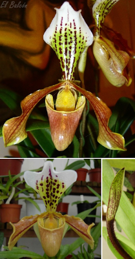 Zapatilla de Venus, Zapatito de la Virgen, Flor zueco, Capachito Zapatilla de Venus, Zapatito de la Virgen, Flor zueco, Capachito