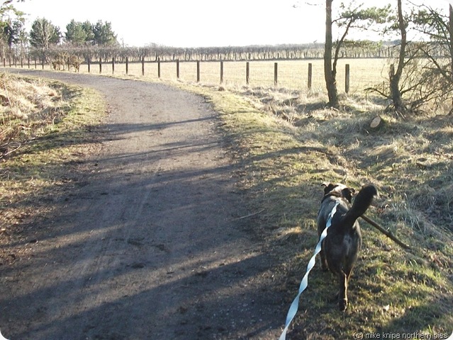 bruno has a stick