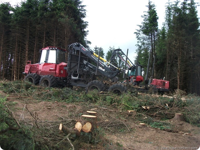 timber! timber!