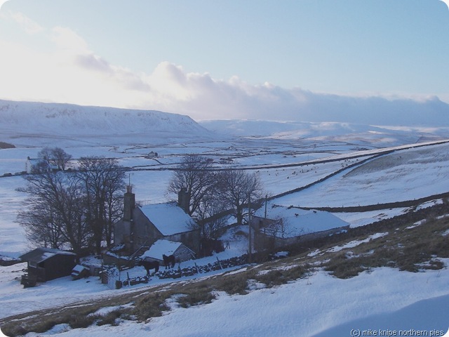 forest in teesdale