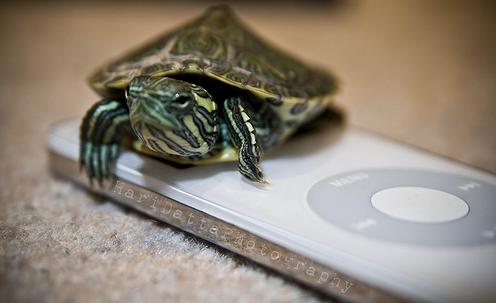 巴西龟和Ipod
