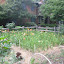 grasecksen's Propagator garden
