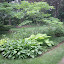 grasecksen's Pachysandra Bed garden
