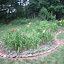 grasecksen's Daylily Bed garden