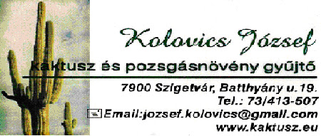 Kép