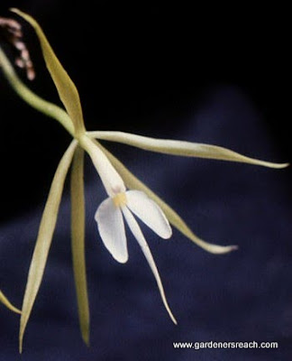 Orchid