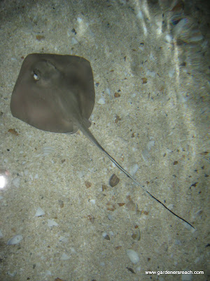 Stingray Pup