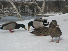 Duck at the Dingle Tower in Halifax, Nova Scotia