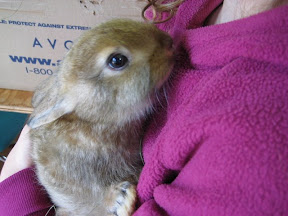 Holding a bunny at Tatamagouche Farmer's Market