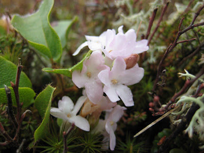 mayflowers in Nova Scotia
