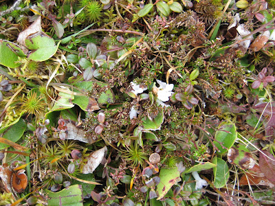 mayflowers in Nova Scotia