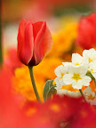 Flowers revival