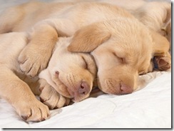 cachorros-durmiendo