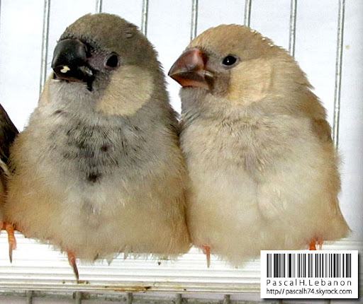 صورة