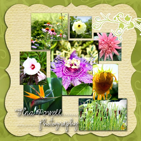 [flower layout collage[9].jpg]