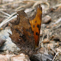 Satyr Comma