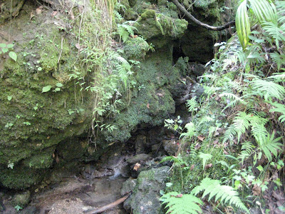 Bionic Beauty's trip to Devils Millhopper - A trickling stream, limestone rock, moss, liverworts