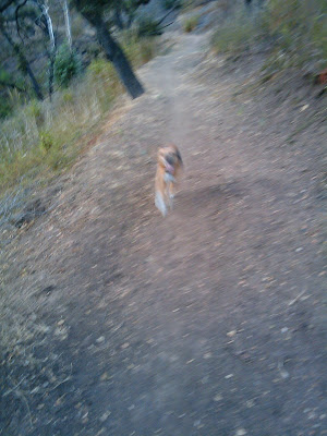 Even at 9 yrs, Japhy still has far more energy than me
