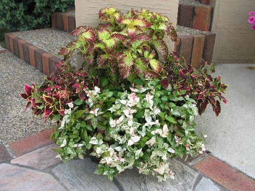 コリウスの寄せ植え 大きくカット てきとう園芸日記 楽天ブログ コリウスの寄せ植え 大きくカット てきとう園芸日記 楽天ブログ