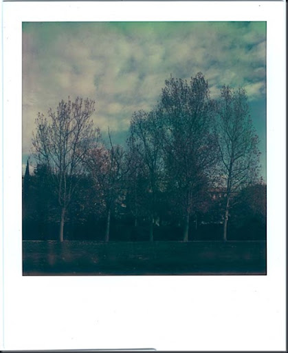 Trees adjusted