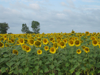 One of the many sunflower fields in the Loire Valley