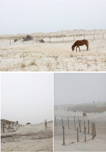 Assateague Island Ponies