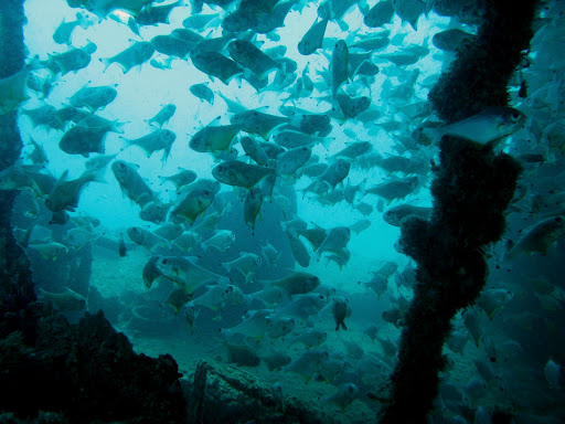 Выбери новогоднюю ёлочку