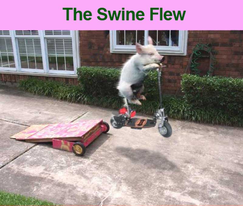 [swine.jpg]