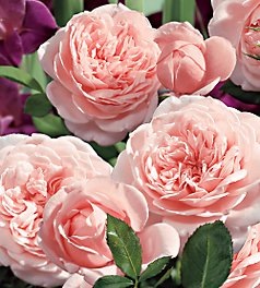 [heavenonearthfloribundarose4.jpg]